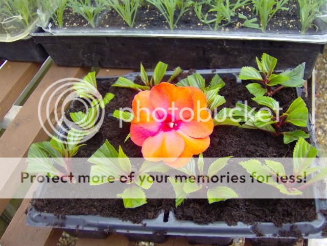 http://i1131.photobucket.com/albums/m551/lilylouise1/cuttings019.jpg
