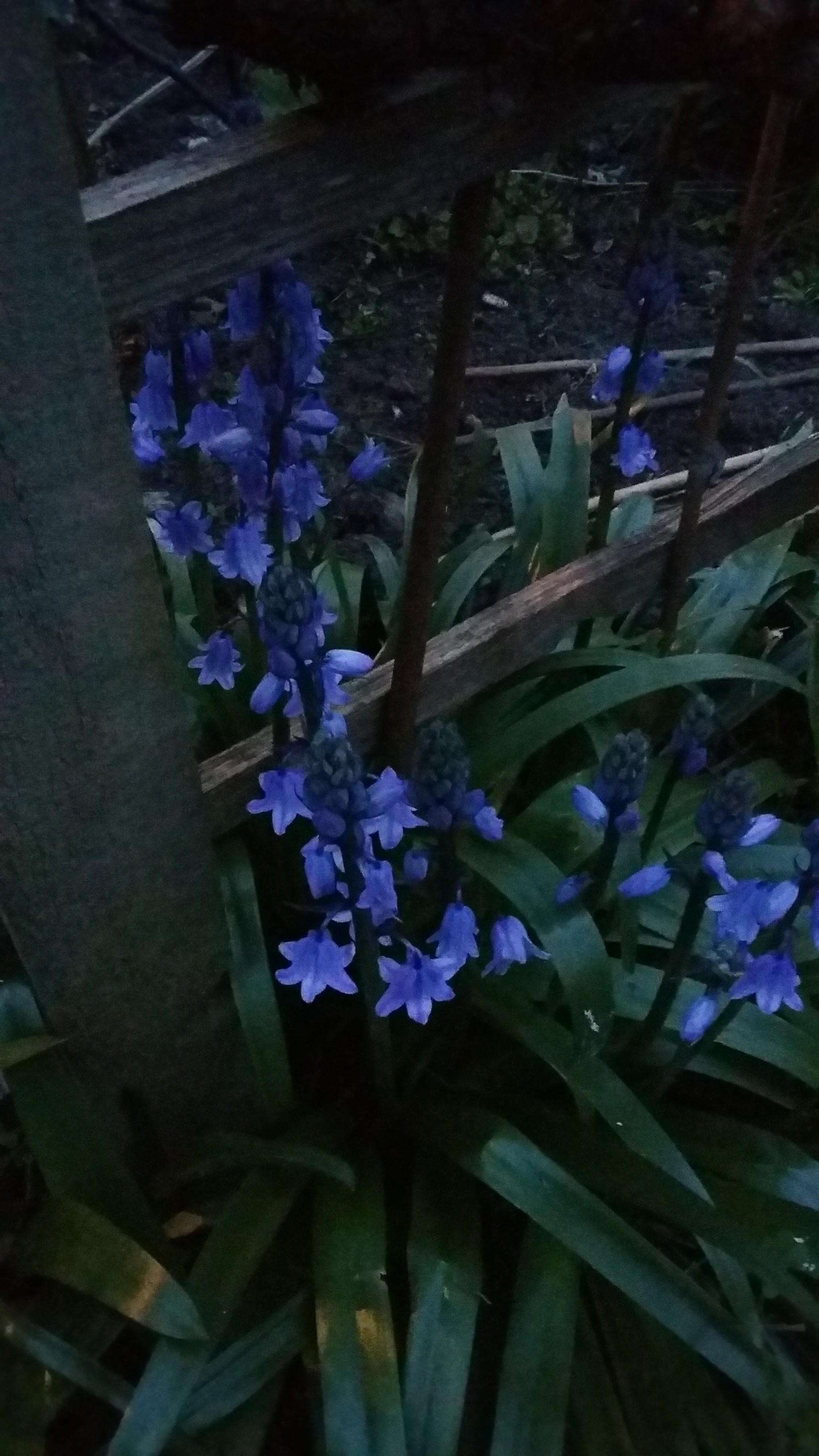 Bluebell15