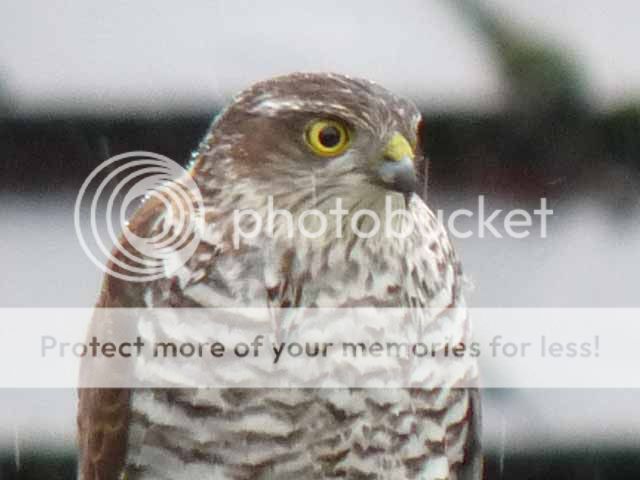 http://i703.photobucket.com/albums/ww32/Owdboggy/hawksmall1.jpg