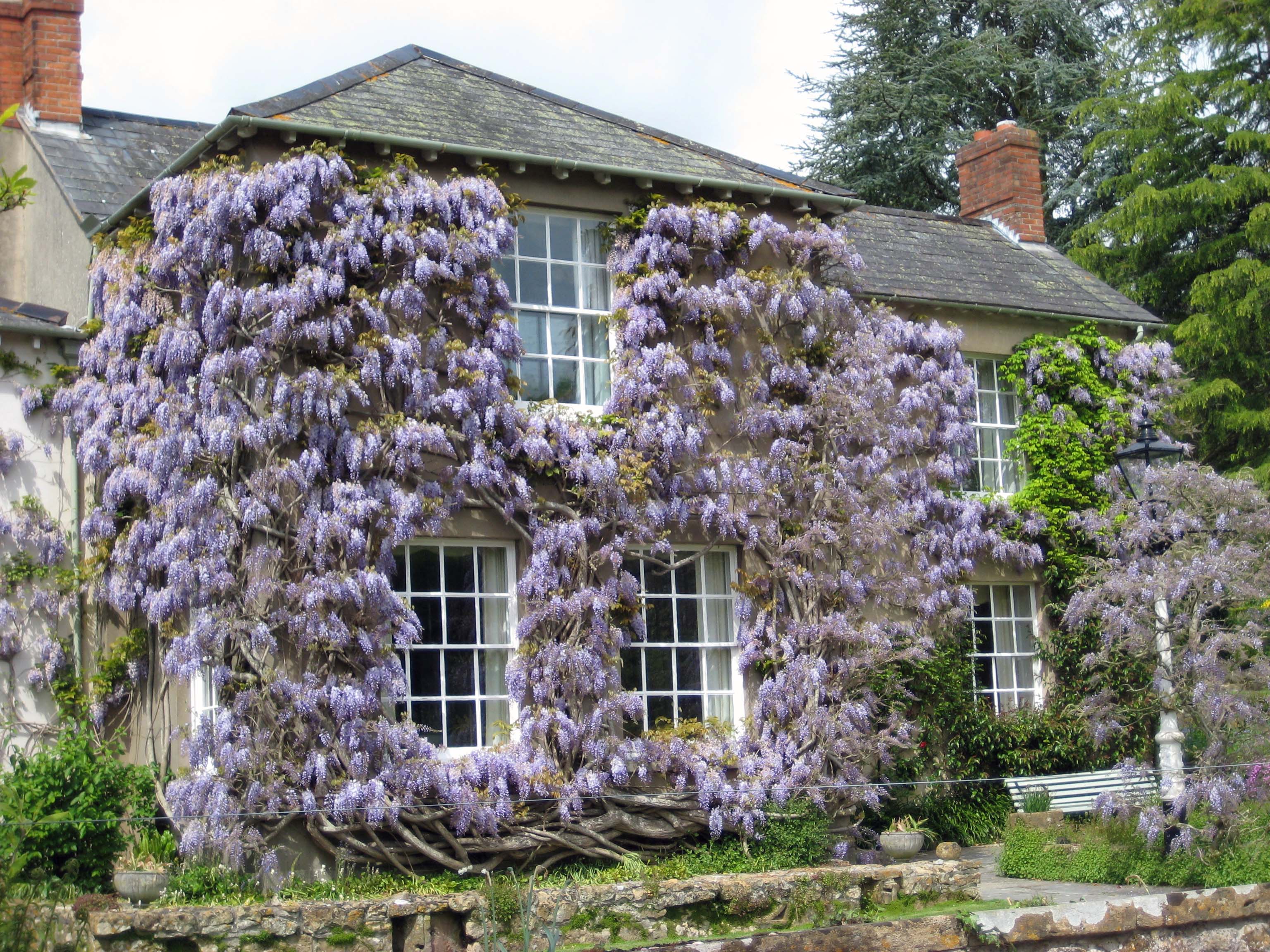 http://outofmyshed.files.wordpress.com/2011/02/wisteria-wearing-house_edited-1.jpg