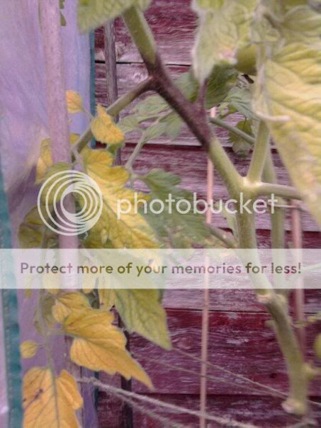 http://i1048.photobucket.com/albums/s373/leggi2/blight.jpg