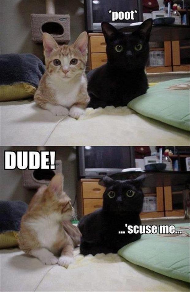 Image result for cats farting images funny