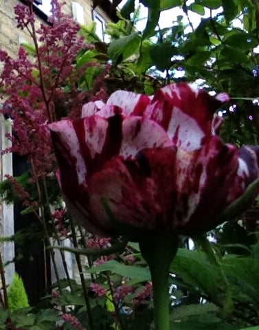 Pennine Petal