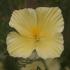 Eschscholzia californica Thai Silk Series Milkmaid
