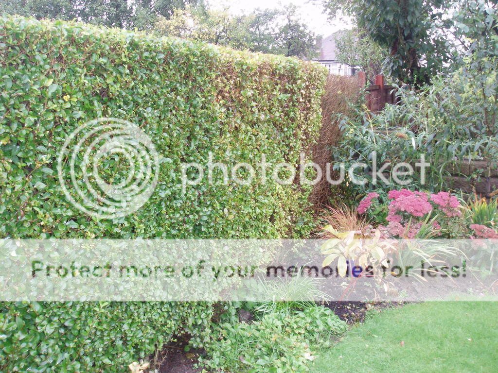 http://i232.photobucket.com/albums/ee192/thebear843/Garden/002-1.jpg