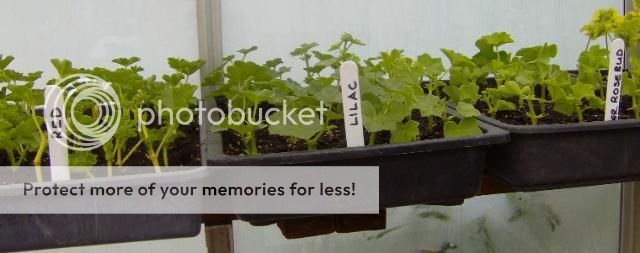 http://i1131.photobucket.com/albums/m551/lilylouise1/cuttings002.jpg