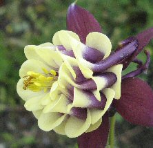 http://www.touchwoodplants.co.uk/images/1358%20aquilegia%20%20black%20and%20creamy%20double%20222%20IMG_0532.JPG