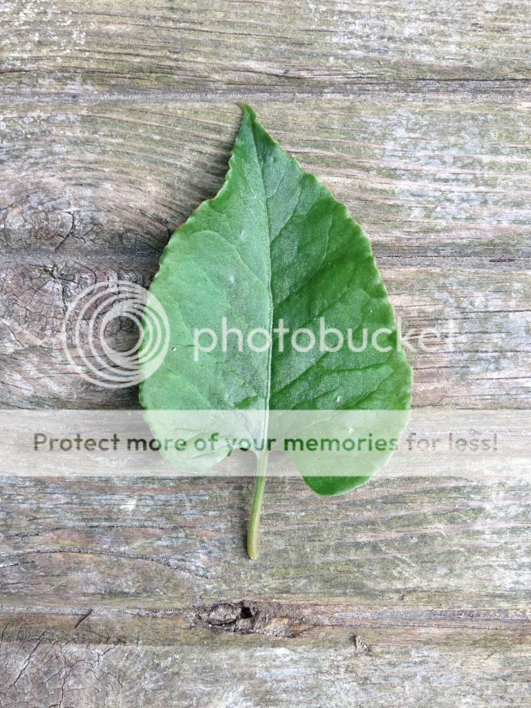 http://img.photobucket.com/albums/v57/michpowell/Mobile%20Uploads/2014-06/D08D64E6-0B58-4EE6-A032-EDF2EAF5D816_zpsvbhdol0t.jpg