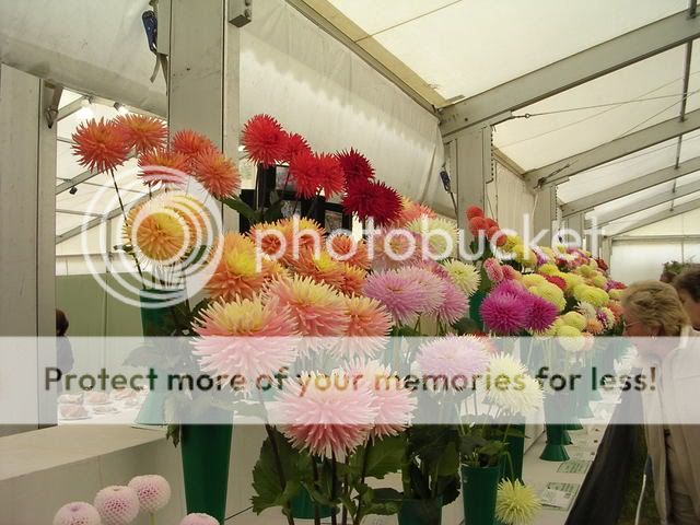 http://i27.photobucket.com/albums/c186/DavidKnapper/Shrewsbury/DSCN0411.jpg