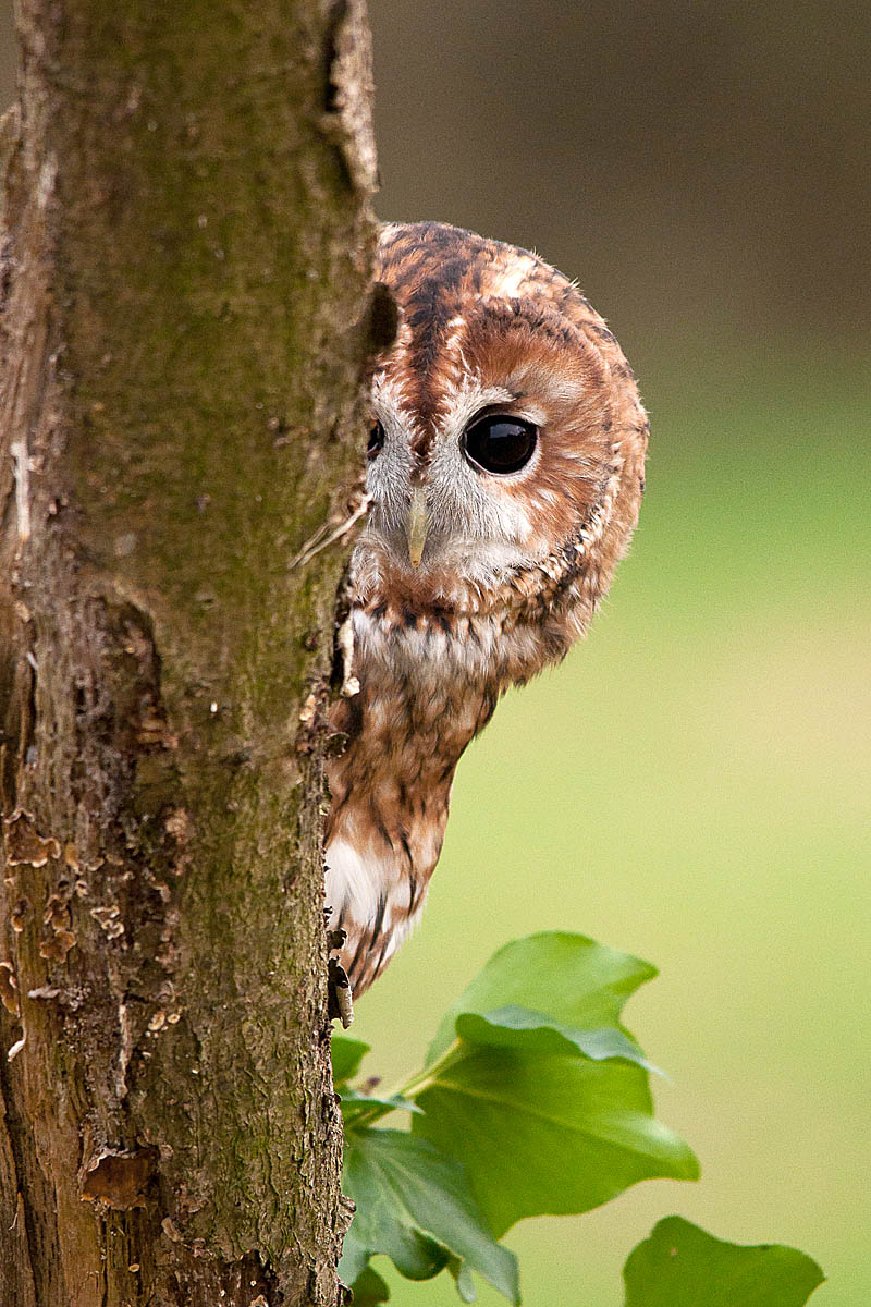 Image result for tawny owl images
