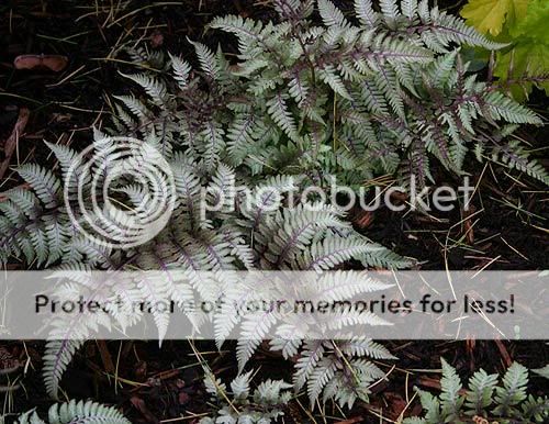 http://i232.photobucket.com/albums/ee192/thebear843/Garden/Athyriumniponicumvarpictum.jpg