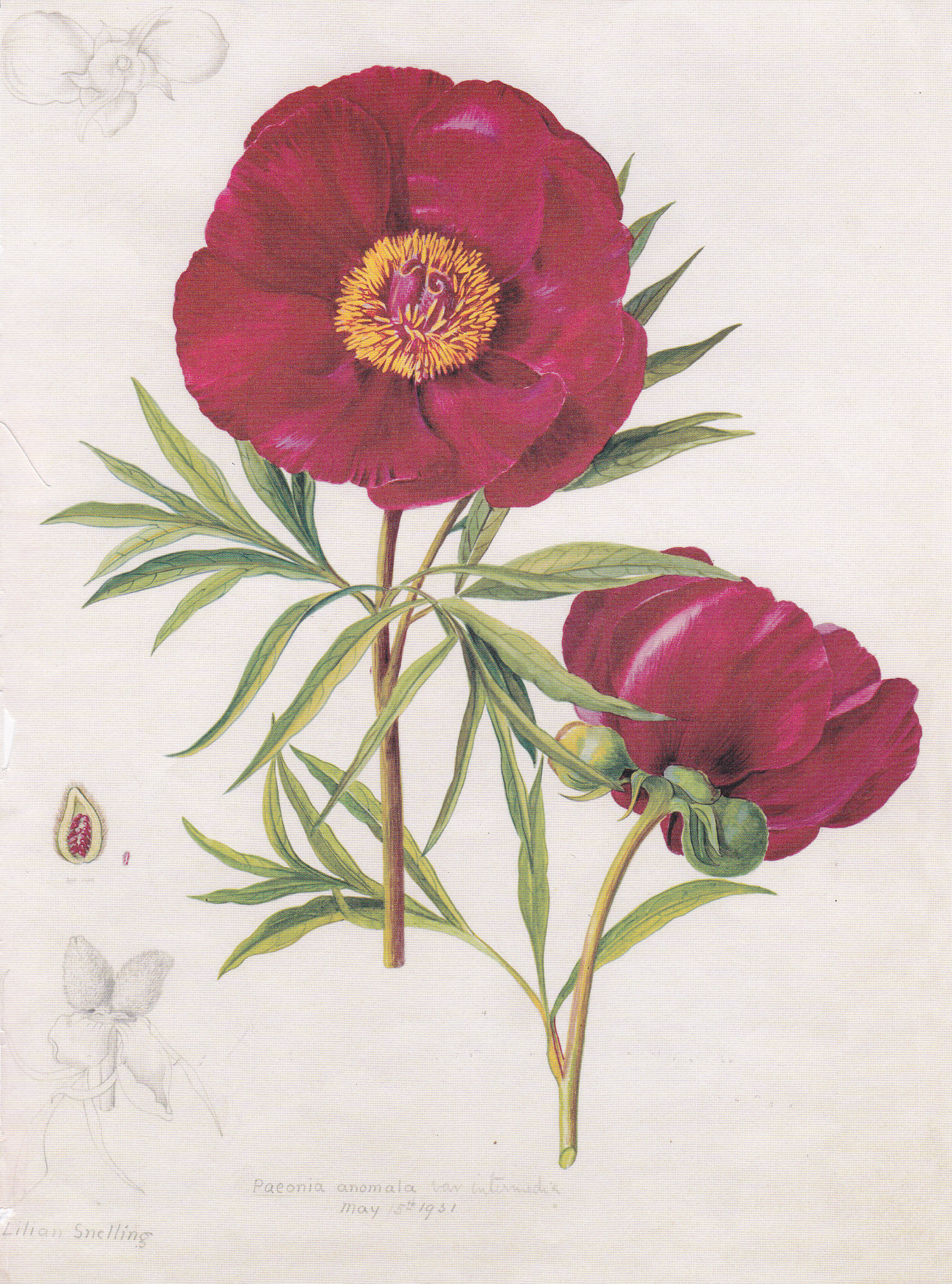 godetia60