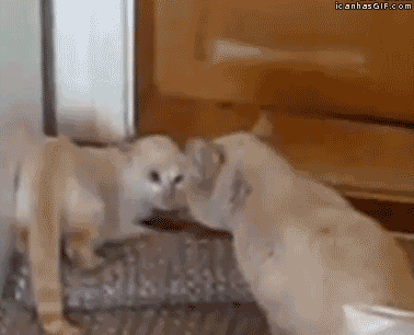 Image result for kittens fighting gif
