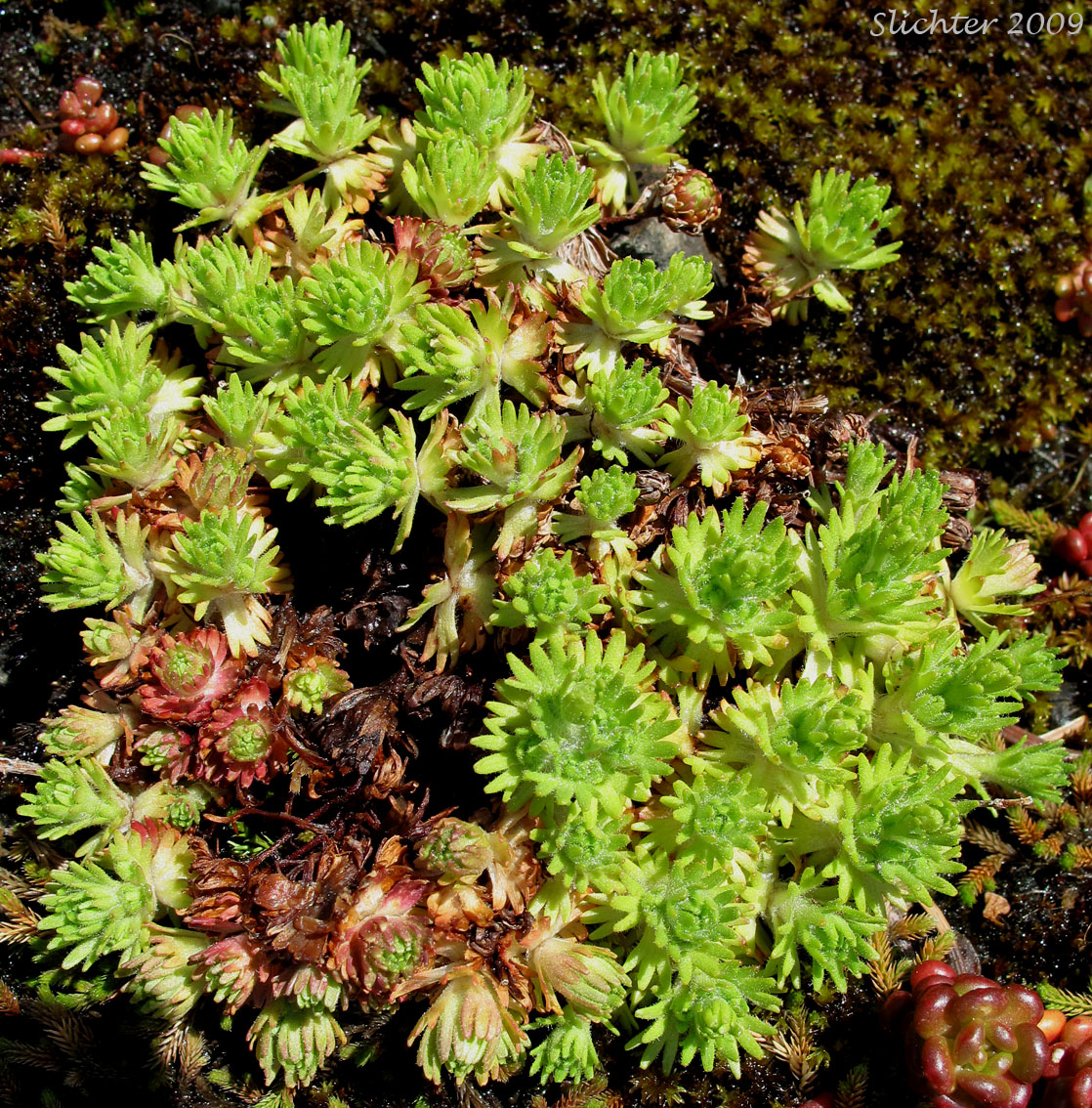 http://science.halleyhosting.com/nature/plants/5petal/saxi/saxifraga/cespitosa/subgemmifera/subgemmifera4a.jpg