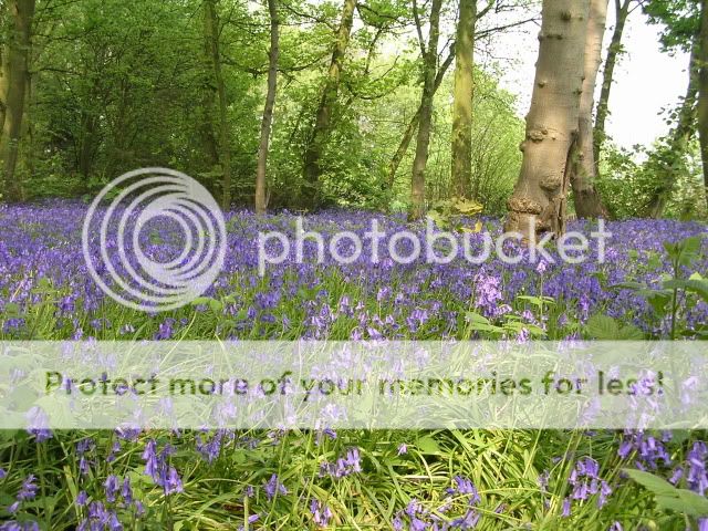 http://i27.photobucket.com/albums/c186/DavidKnapper/Bluebells/DSCN0326.jpg