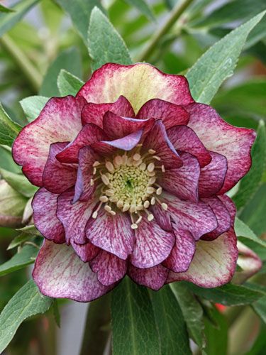 Pin on Gardens and Gardening Tips