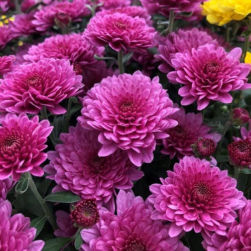Chrysanthemums  Growing and Care Tips  Garden Design