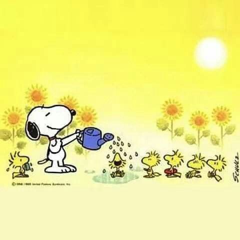 Snoopy and Woodstock summer  Snoopy pictures Snoopy and woodstock Snoopy