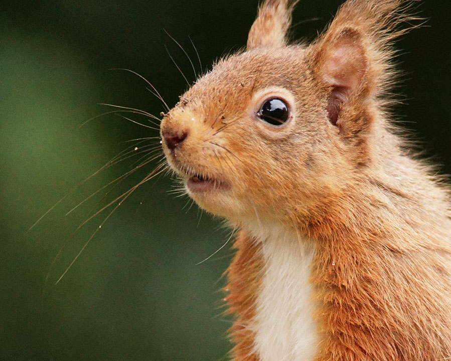 Squirrel Senses  Wildlife Online