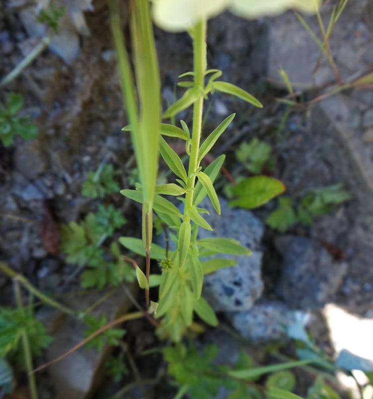 Image: https://s19.postimg.cc/bk3wyve5f/DSC00524.jpg