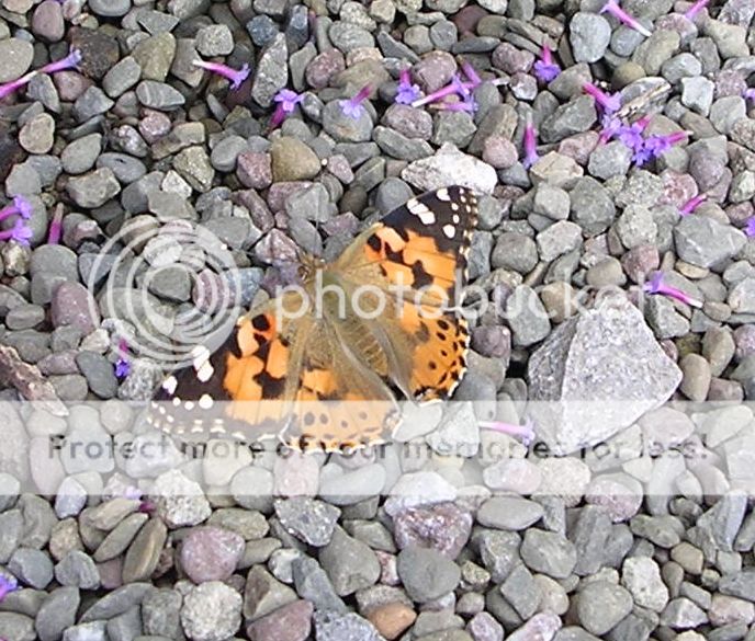 http://i27.photobucket.com/albums/c186/DavidKnapper/Spare%20Album/be154433-d3f1-4757-91b5-3bf21ea59f2b_zps63b1671a.jpg