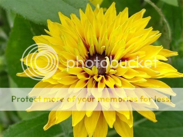 http://img.photobucket.com/albums/v11/otnorot/All%20plants/Summer_Flowers_0151.jpg