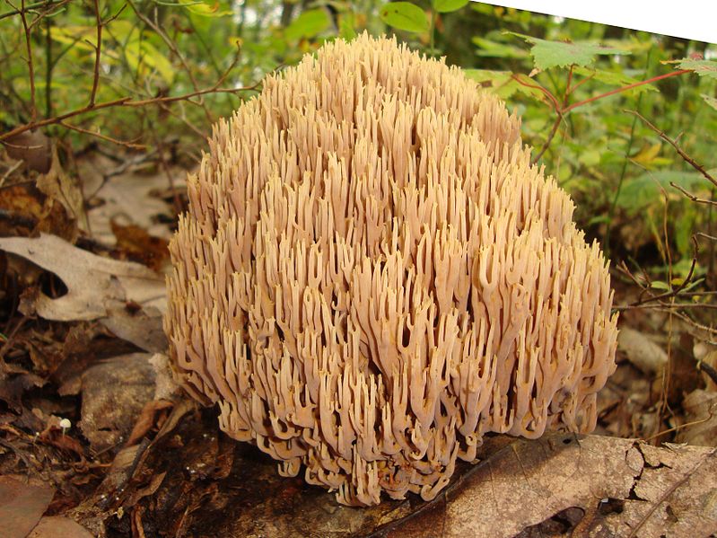 http://upload.wikimedia.org/wikipedia/commons/thumb/0/0d/Ramaria_stricta_171867.jpg/799px-Ramaria_stricta_171867.jpg