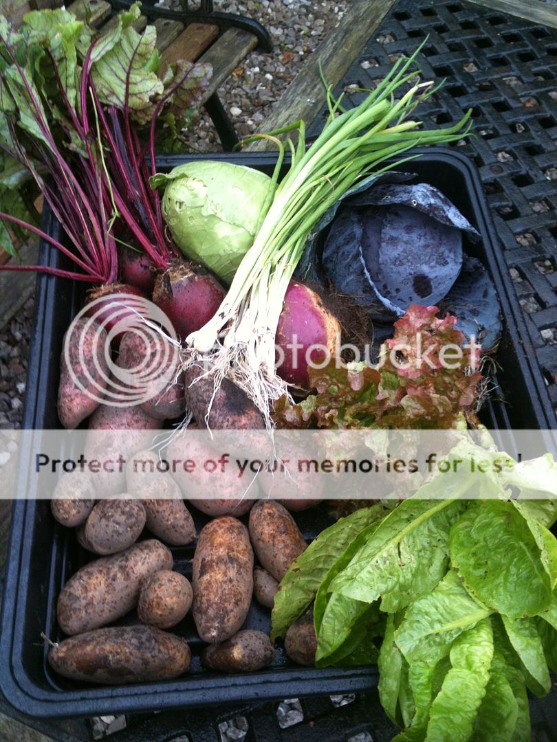 http://i1073.photobucket.com/albums/w391/Gardening7/082_zpseb5e98c0.jpg