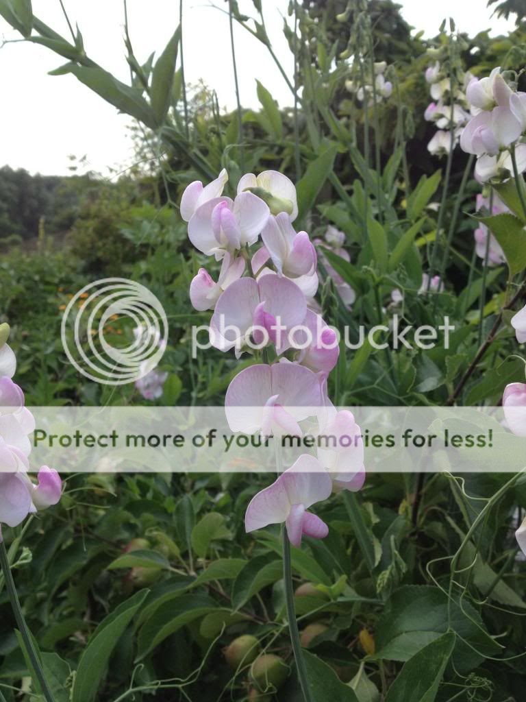 http://i1048.photobucket.com/albums/s373/leggi2/image-6.jpg