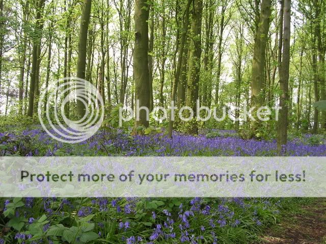 http://i27.photobucket.com/albums/c186/DavidKnapper/Bluebells/DSCN0325.jpg