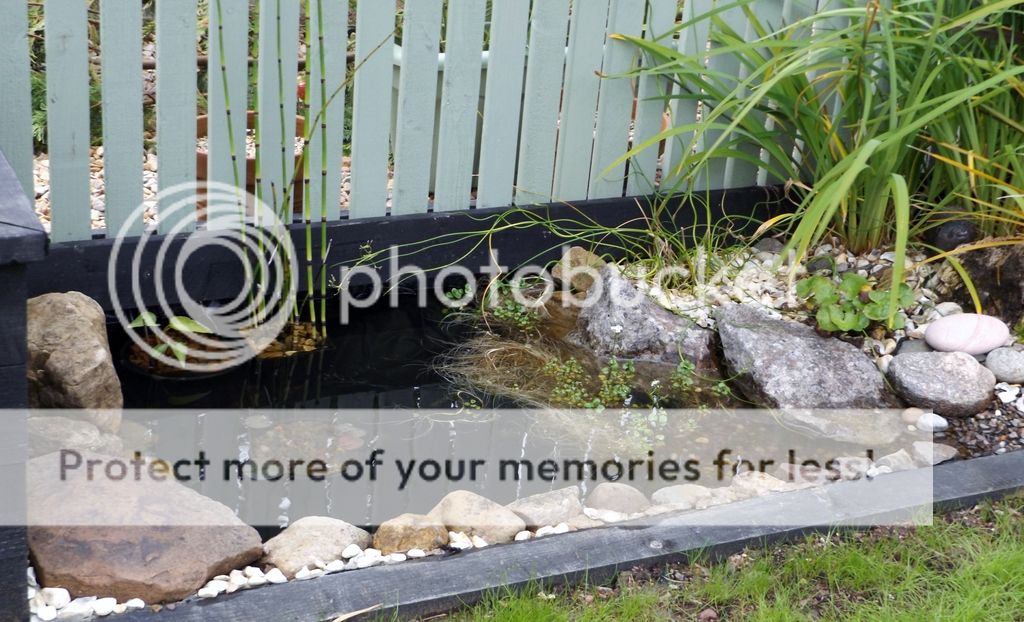 http://i1096.photobucket.com/albums/g322/katyhillskhills/DSCF0285_zpsrzdqvgcg.jpg