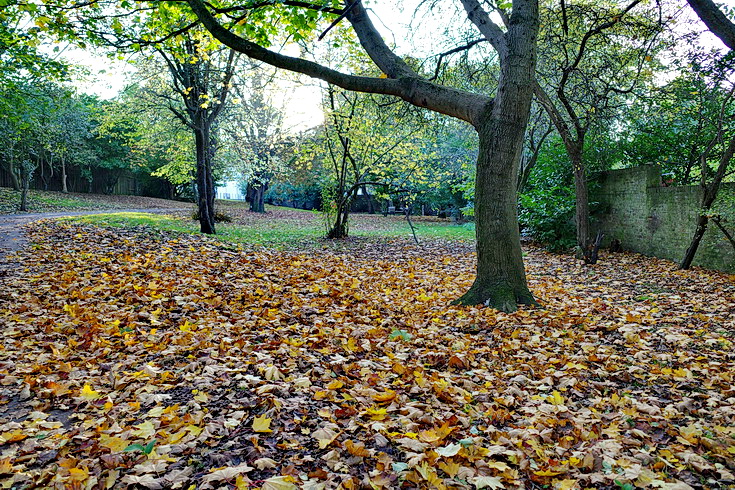 In photos Autumn scenes in Loughborough Park south London Nov 2020   Brixton Buzz