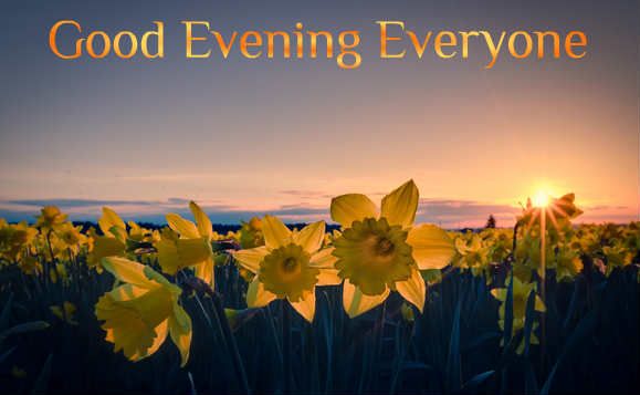Good Evening everyone  Good evening Daffodils Good night messages