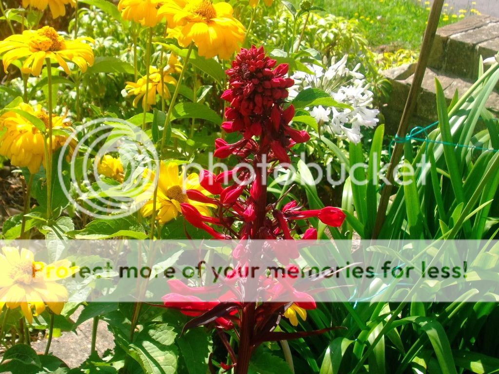 http://i1143.photobucket.com/albums/n627/thedogcody/garden%209th%20august/2012_08090012.jpg