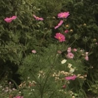 lilly3