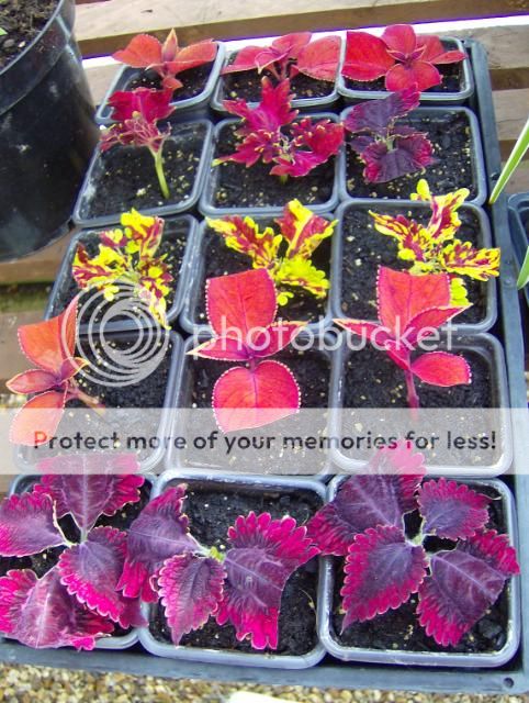 http://i1131.photobucket.com/albums/m551/lilylouise1/cuttings014.jpg