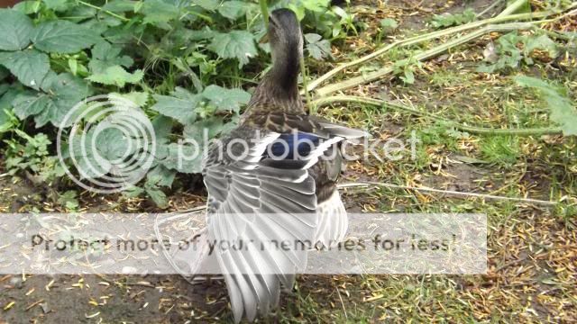 http://i27.photobucket.com/albums/c186/DavidKnapper/DSCF0049_zps43121c51.jpg