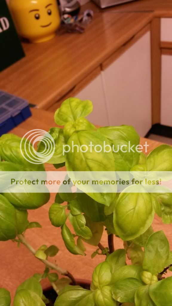 http://i819.photobucket.com/albums/zz113/LadyClarington/20140115_213723_zpsb03e692a.jpg