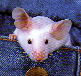 tiggymouse