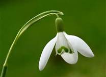 snowdrop100