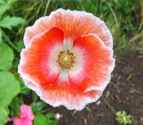 PinkandWhitePoppy