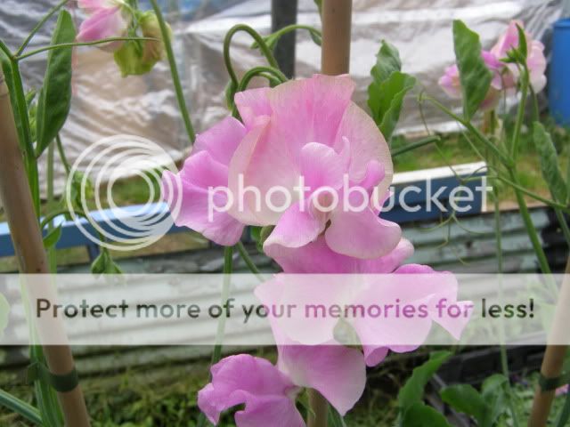 http://i27.photobucket.com/albums/c186/DavidKnapper/Eagle%20Sweet%20Peas/P8060013.jpg
