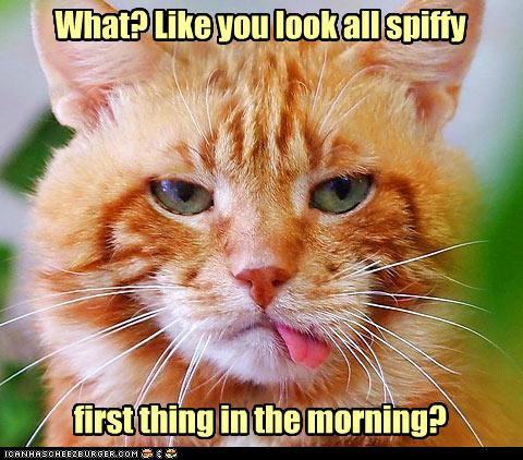 Good Cat Quotes QuotesGram