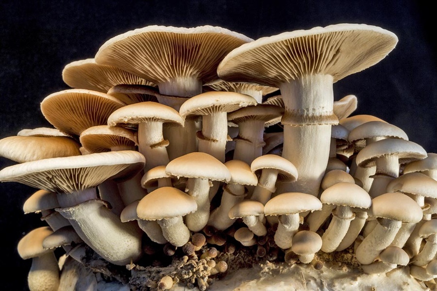 How Mushrooms Can Save the World  Discover Magazine