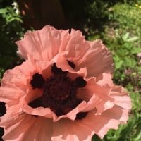 Crafty_Gardener
