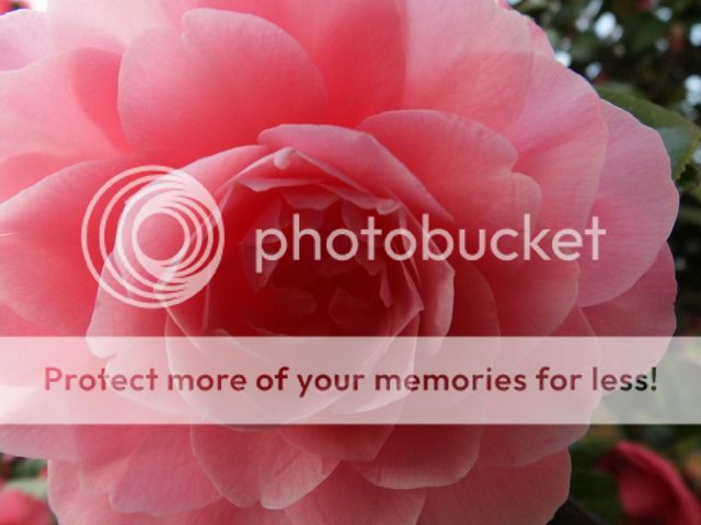 http://i27.photobucket.com/albums/c186/DavidKnapper/002_zpsvkykppey.jpg