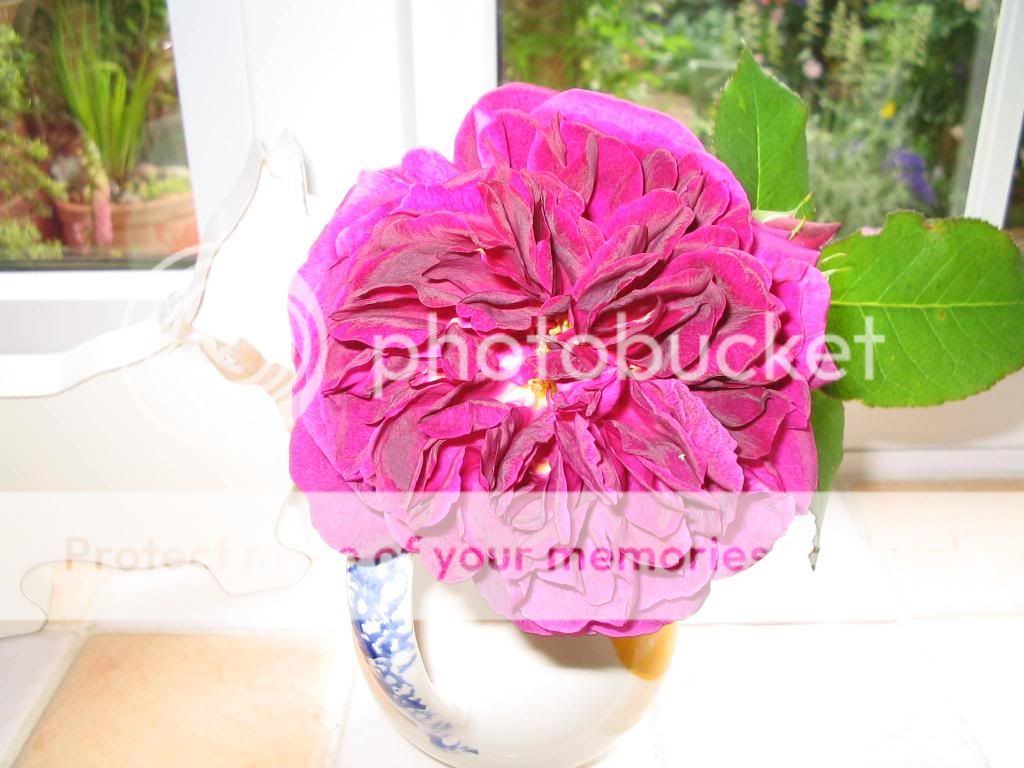 http://i1145.photobucket.com/albums/o502/lavenderlady1/munsteadwood2013.jpg