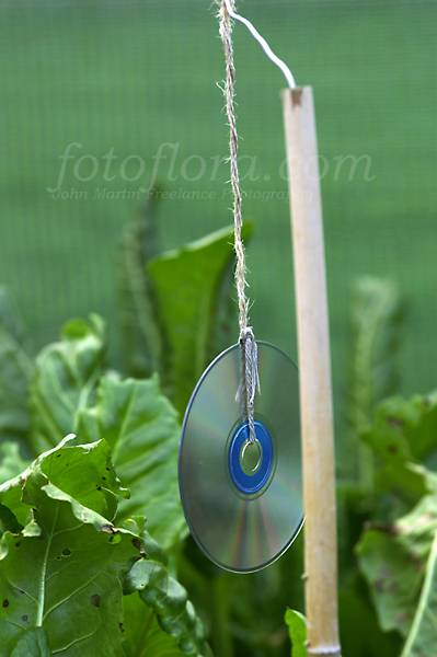 http://www.fotoflora.com/filestore/garden_care/in_the_garden/hanging_cd_bird_scarer_dp15.jpg
