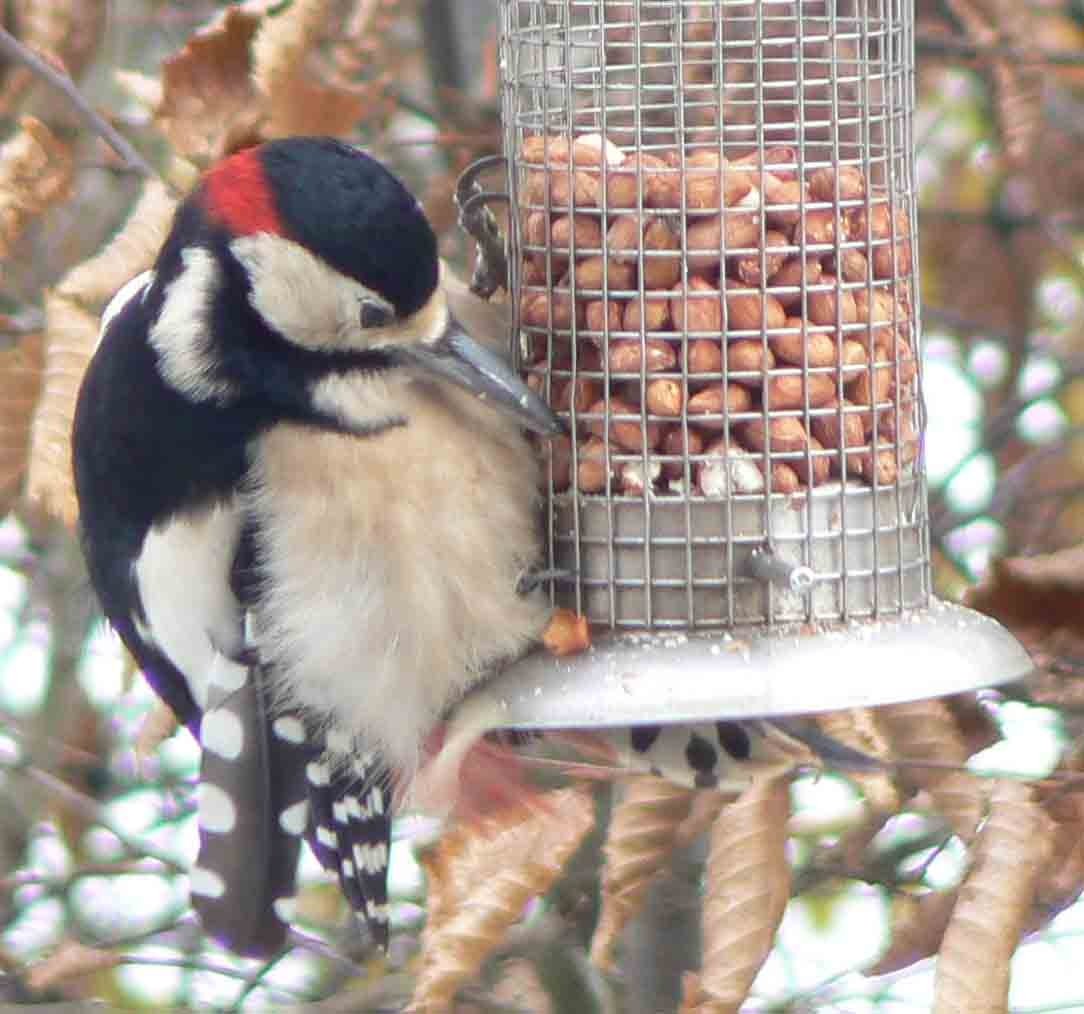 NutcrackerSouthSomerset