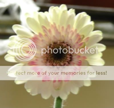 http://img.photobucket.com/albums/v11/otnorot/All%20plants/Tuesday006.jpg